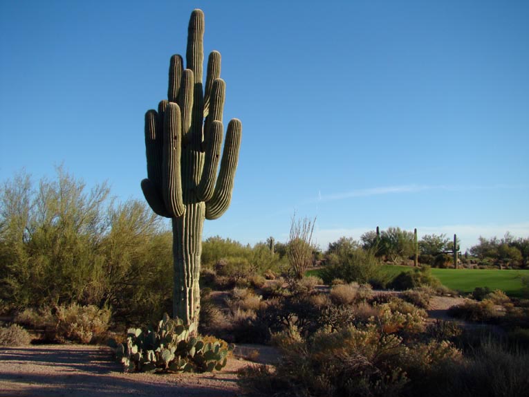 This specimen Saguaro with sixteen arms including the trunk is approximately 150 years old. It lives fifty yards short and right of the second green.