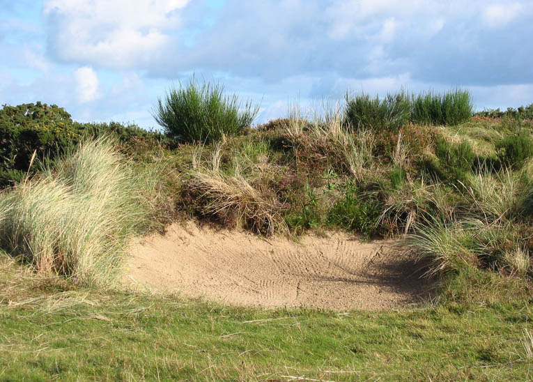 The bunkers at Royal County Down are fringed with a variety of native plant materials to wonderful effect.